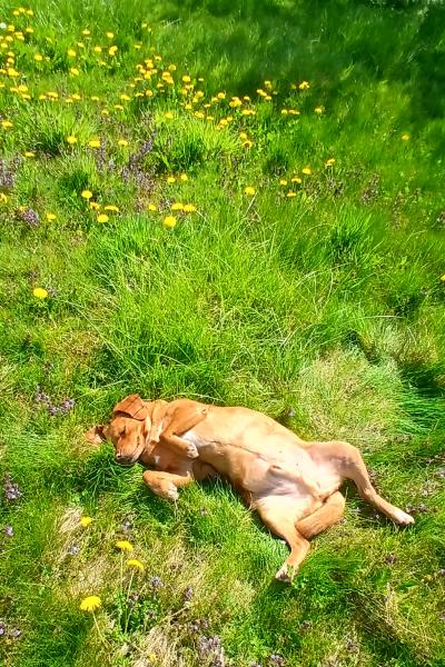 chien