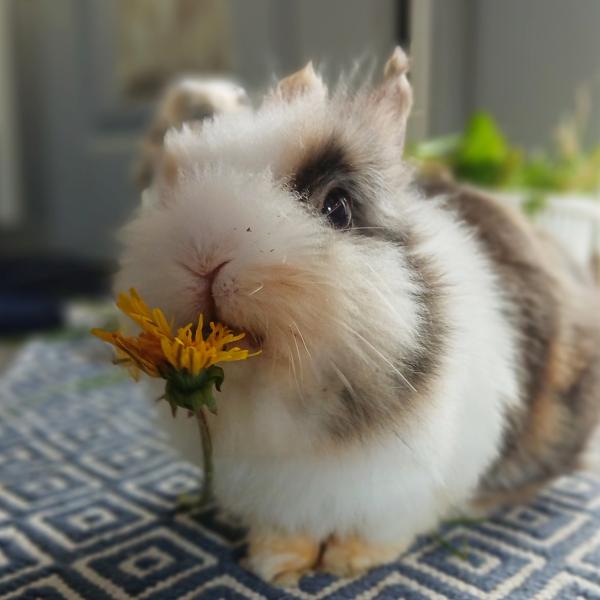 lapin
